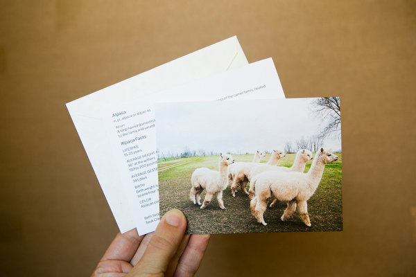 Alpaca Greeting Cards